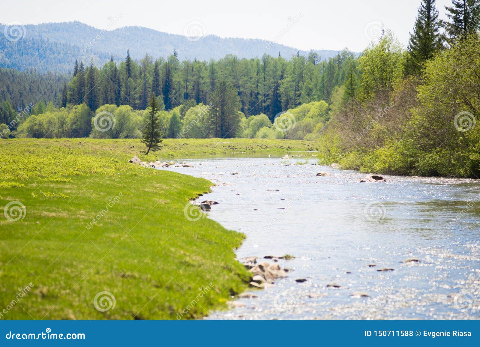 River Water in Forest, Rocky River Side Stock Photo - Image of grass,  scenery: 165302448