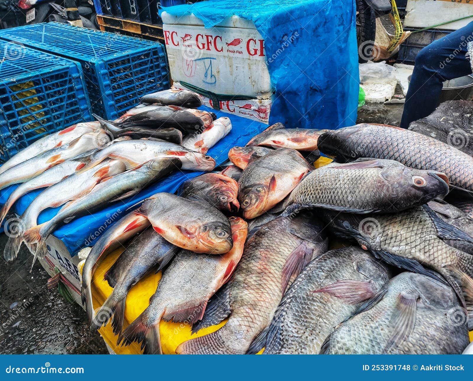River or Fresh Water Fish for Sell at Indian Fresh Market. Stock Photo