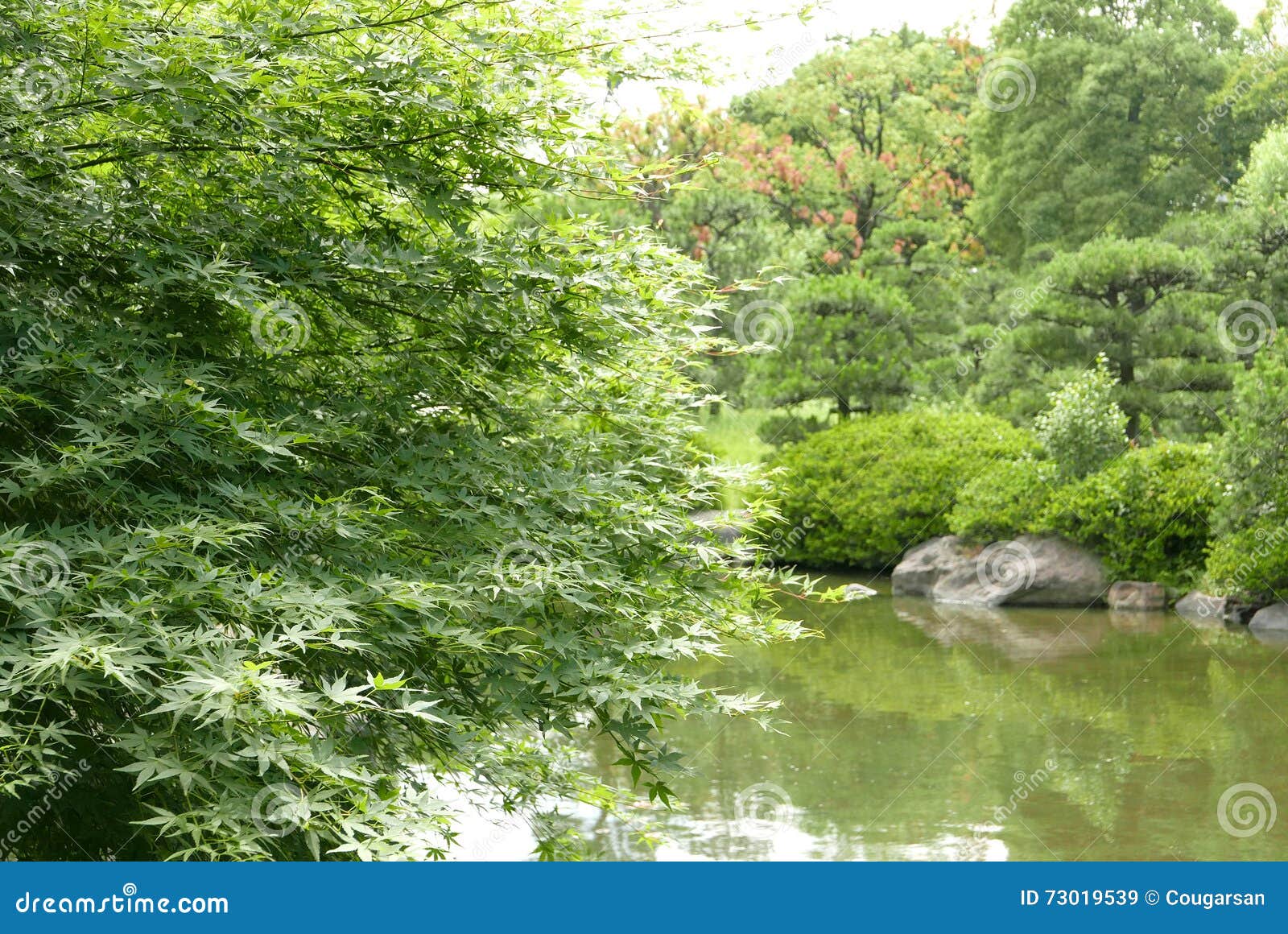 River, Green Plant, Tree in Japanese Zen Garden Stock Image Image of decoration, culture 73019539