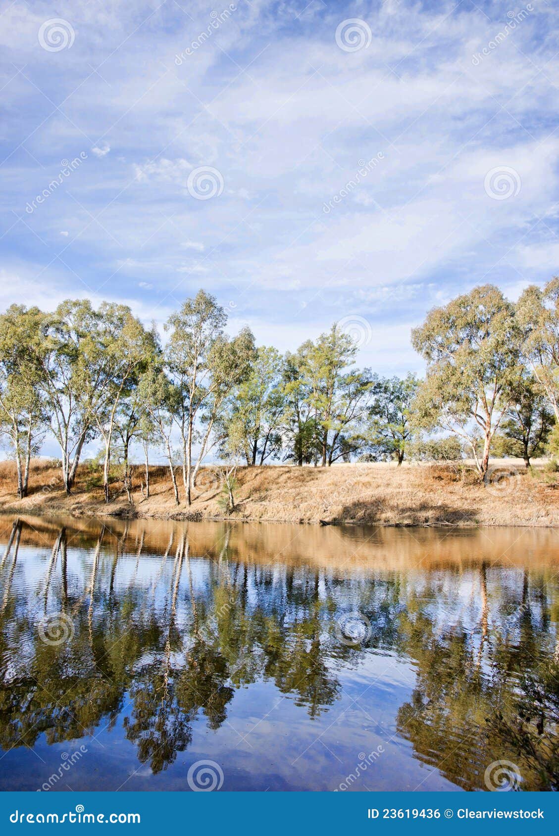 River Gum Trees Reflecting in River Stock Photo Image of reflect