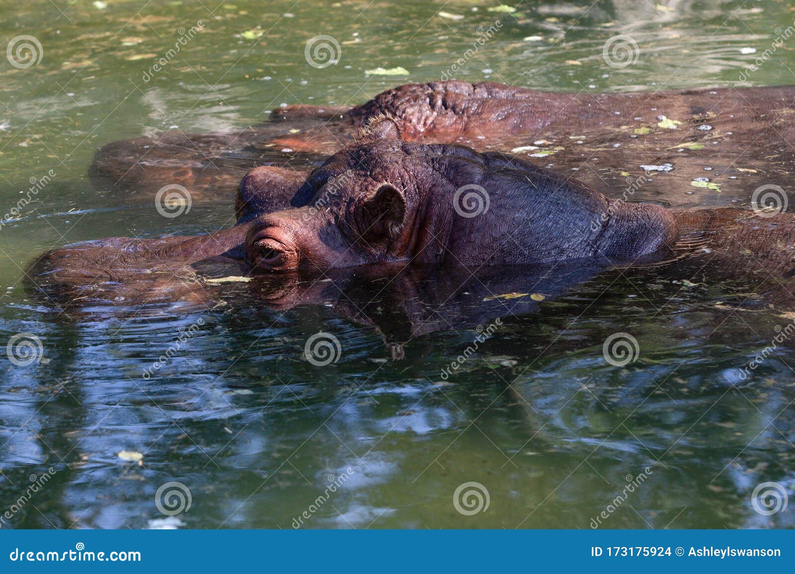 river hippopotamus amphibius hippo portrait