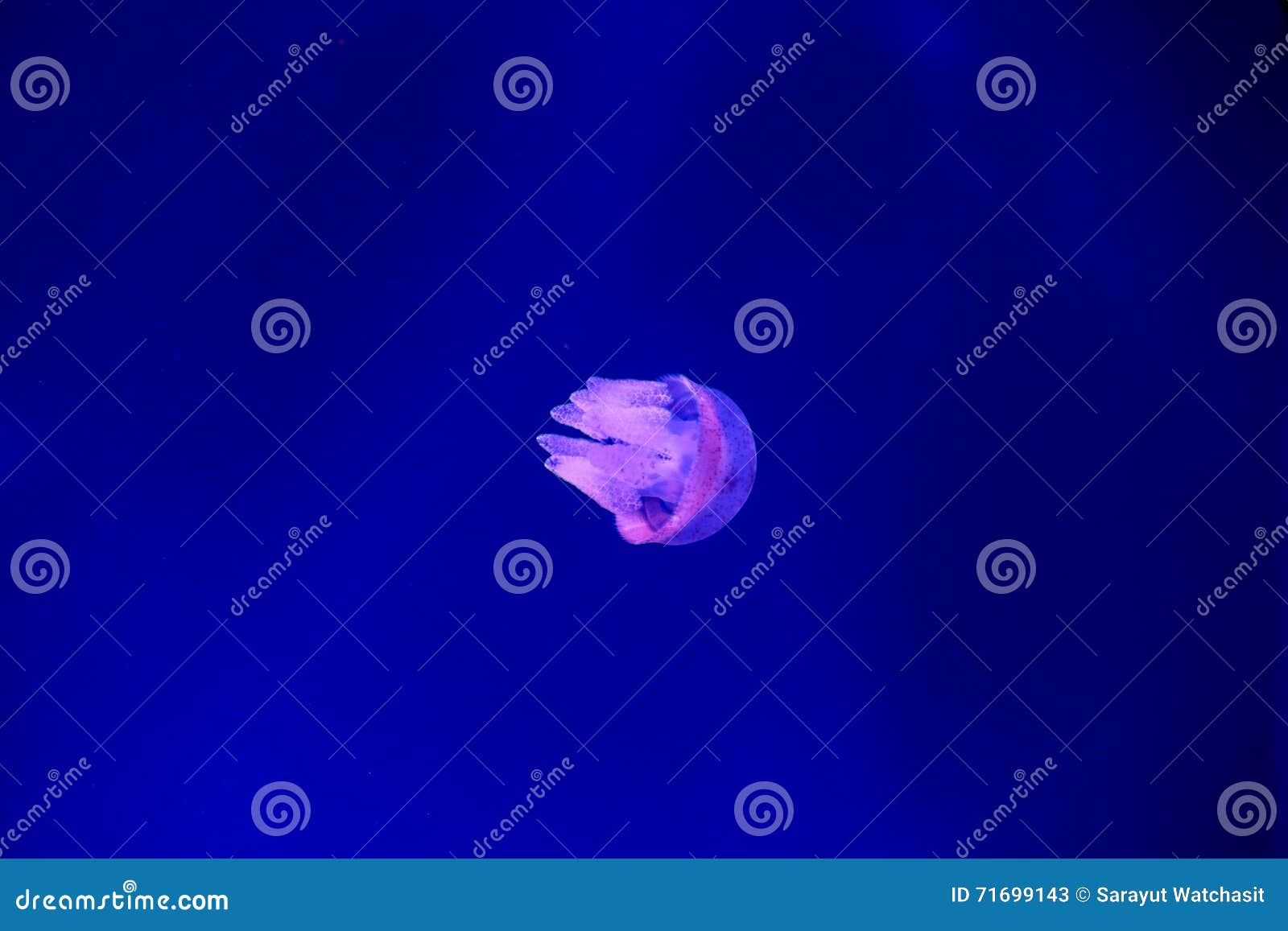 River jellyfish stock image. Image of blue, tropical 71699143