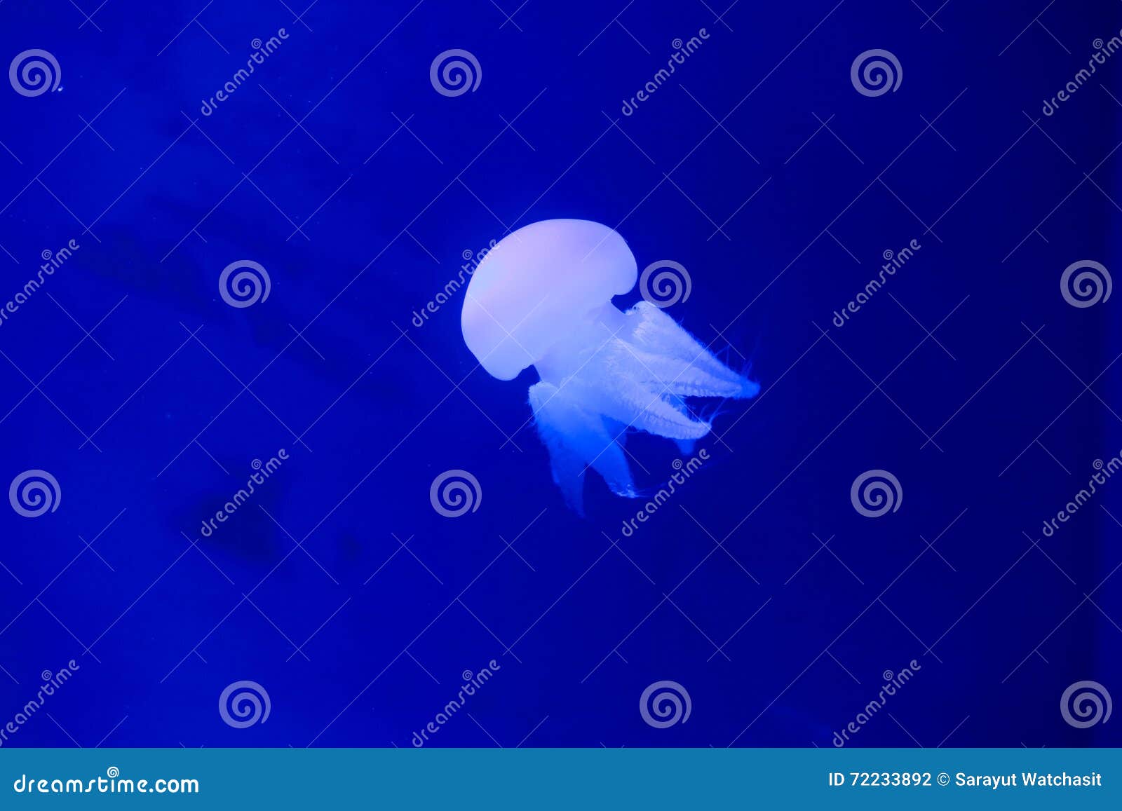 River jellyfish stock photo. Image of deep, punctata 72233892