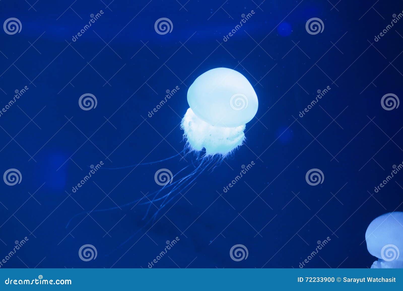 River jellyfish stock photo. Image of bell, river, punctata 72233900