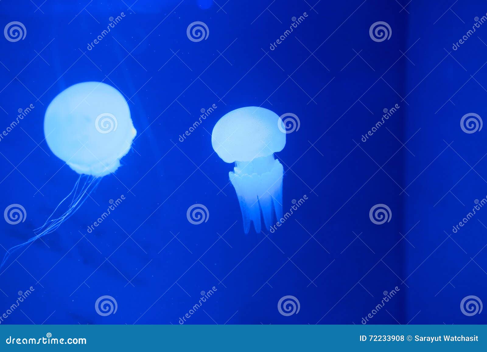 River jellyfish stock photo. Image of blue, tropical 72233908
