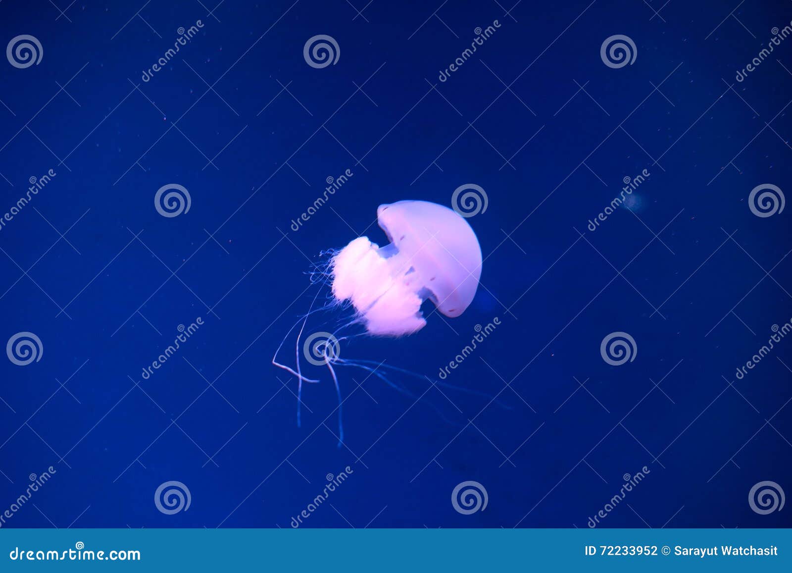 River jellyfish stock photo. Image of tropical, wildlife 72233952