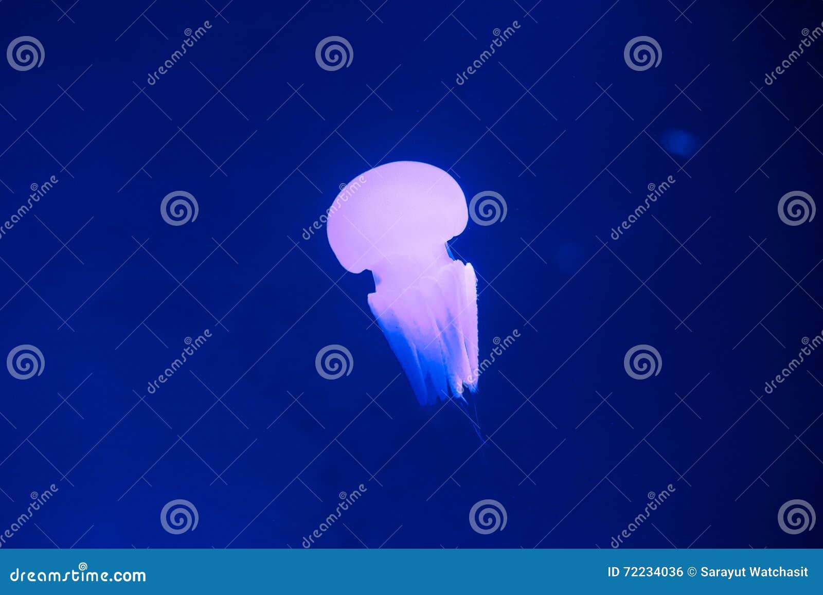 River jellyfish stock photo. Image of bell, underwater 72234036