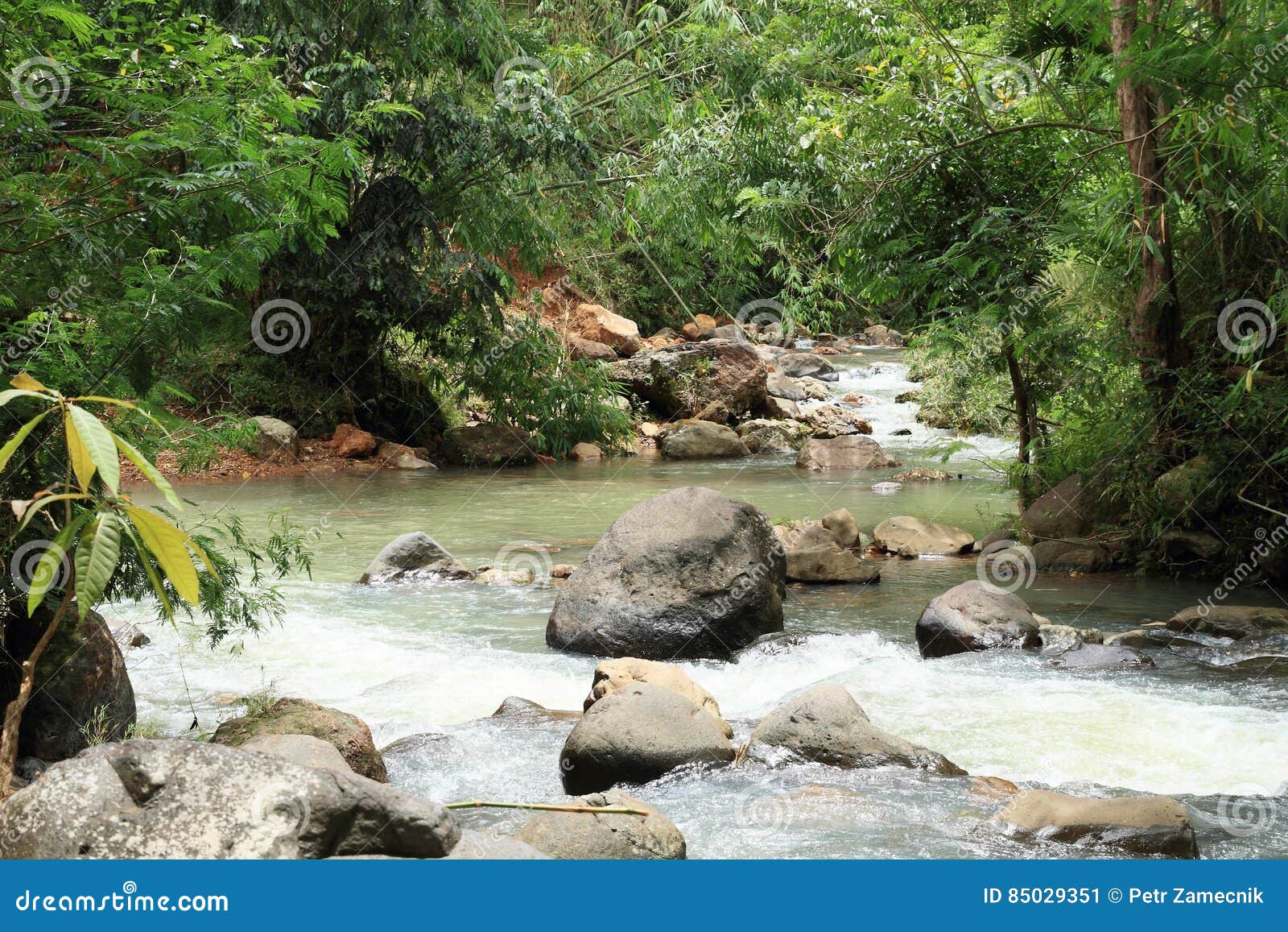 river in jungle