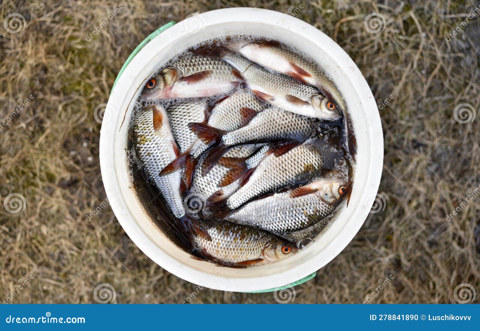 River Live Fish in a Bucket. Fresh Fish Close-up Stock Photo