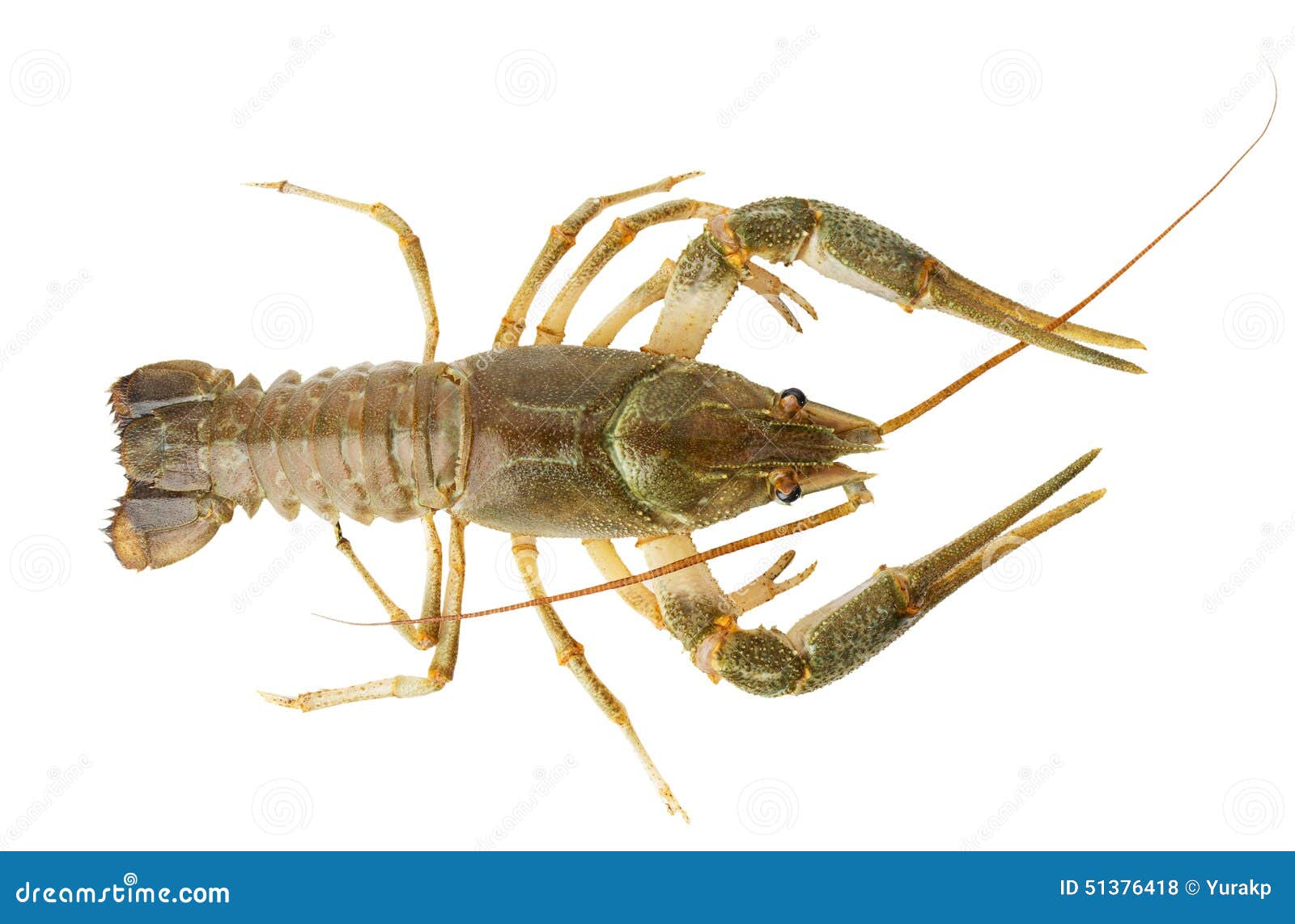 River Lobster Isolated on the White Background Stock Photo Image of