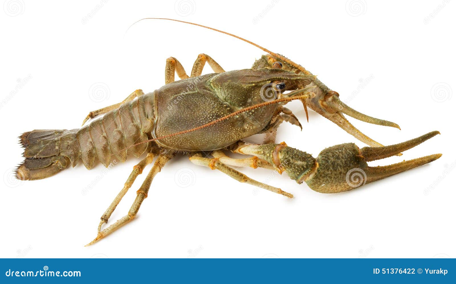 River Lobster Isolated on the White Background Stock Photo Image of