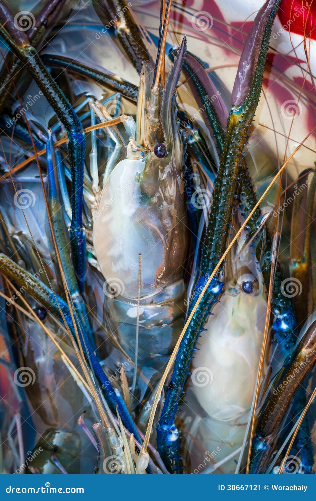 River lobsters stock image. Image of freshness, dinner 30667121