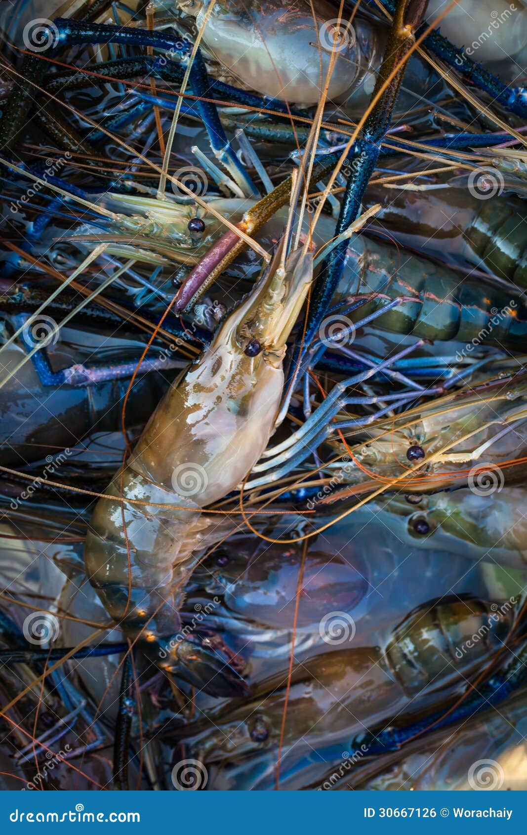 River lobsters stock photo. Image of shellfish, life 30667126