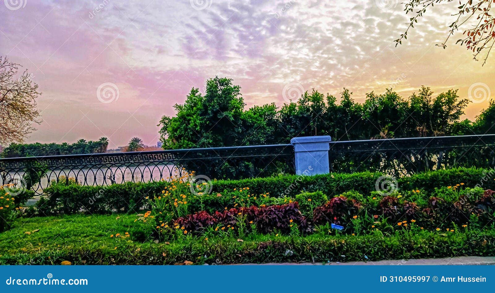 River Nile from Maadi in Cairo in Egypt Stock Image Image of trees