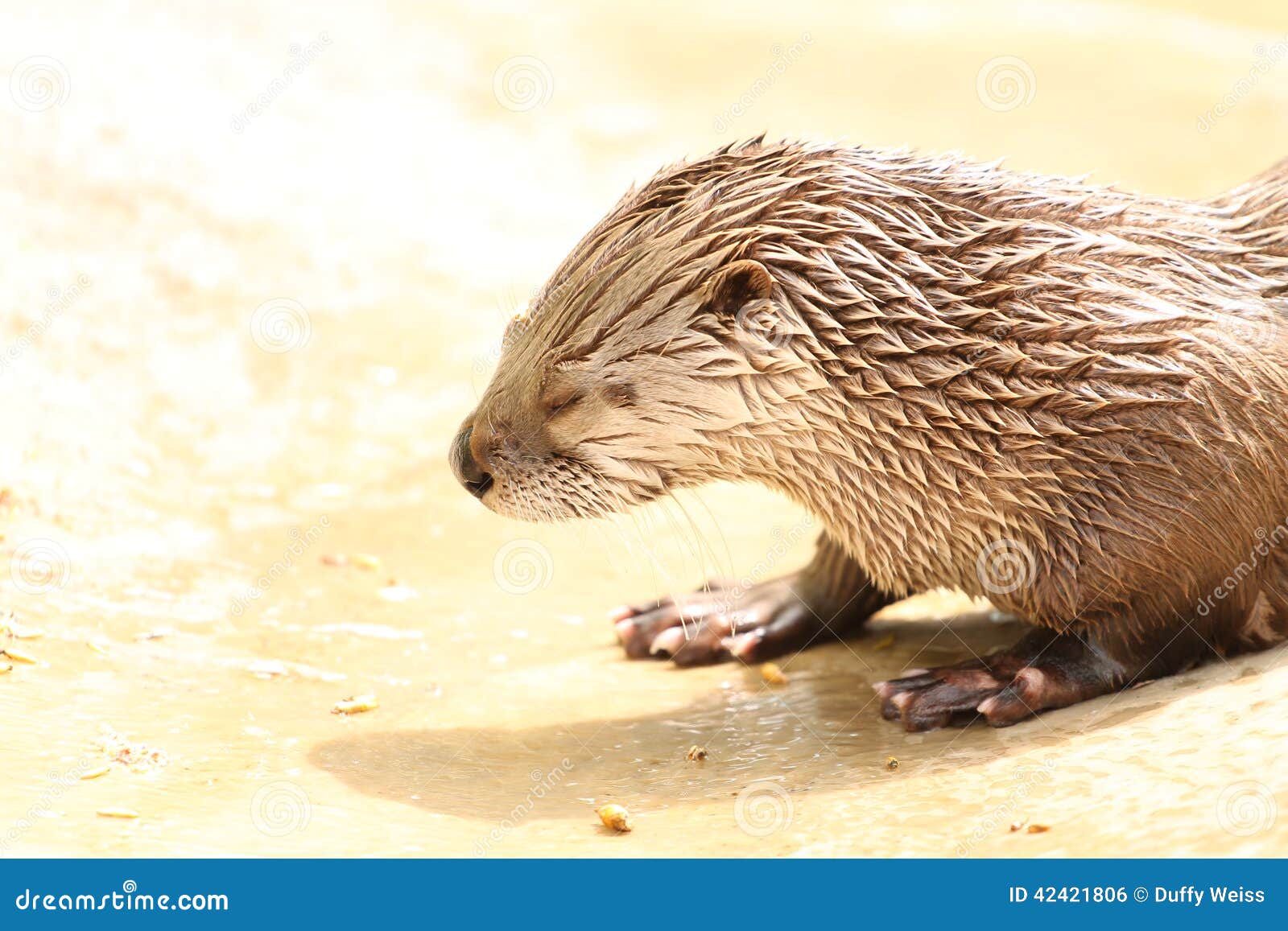 River Otter at the Dakota Zoo Stock Photo Image of missouri, webbed