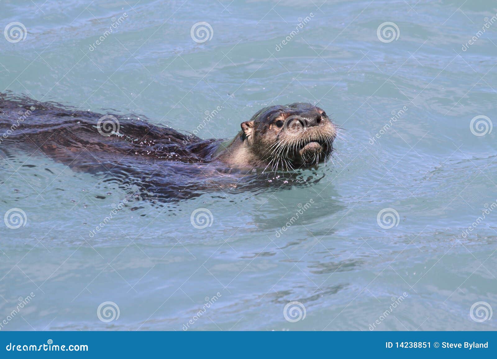 river otter (lontra canadensis)