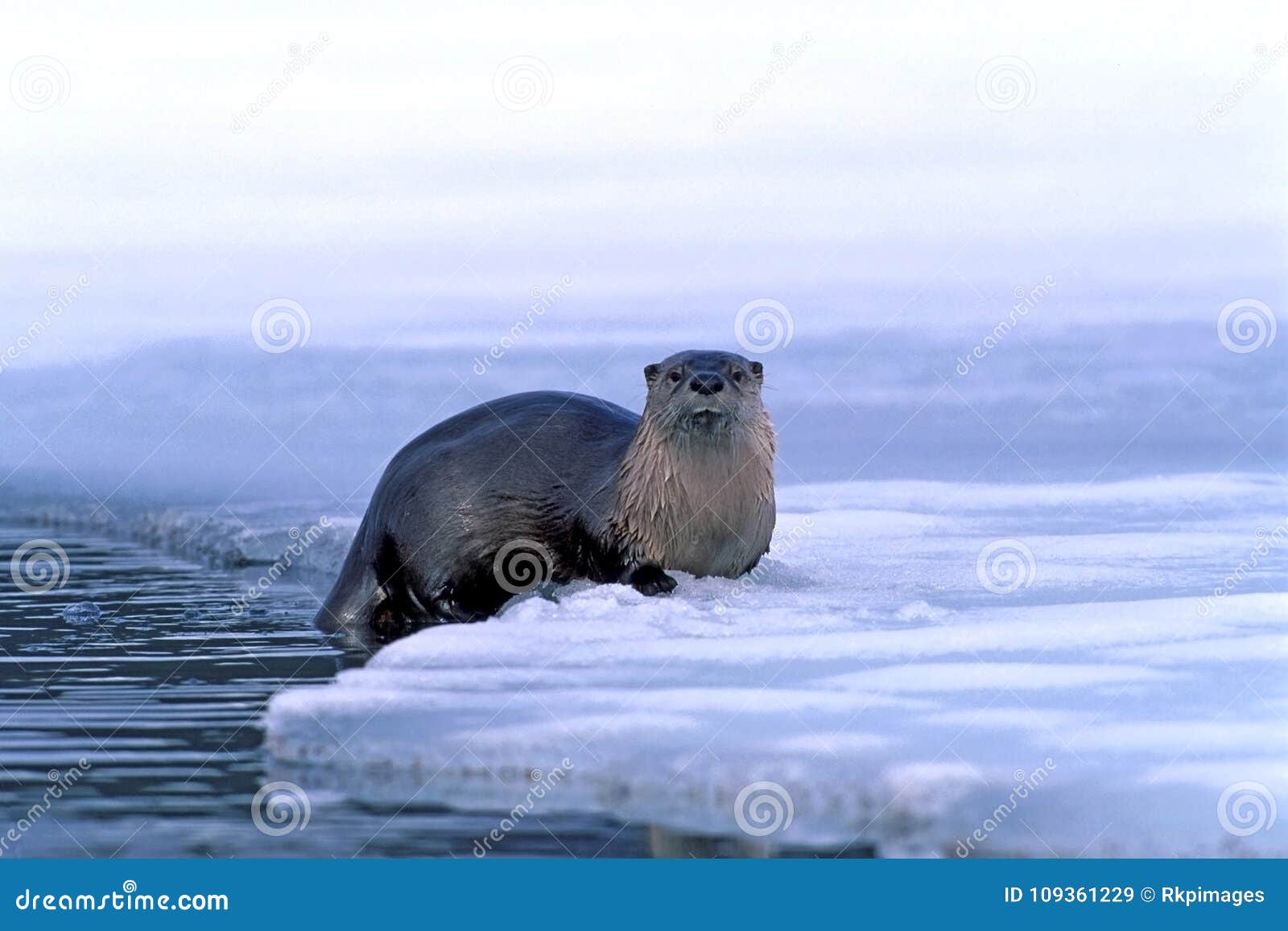 River Otter Watching from the Ice, at Edge of Frozen Lake. Stock Image -  Image of otter, lake: 109361229