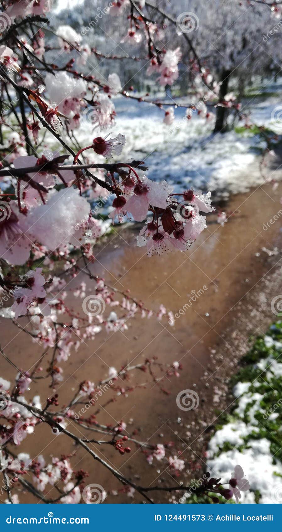 The River and the Peach Tree Stock Image Image of rome, italy 124491573