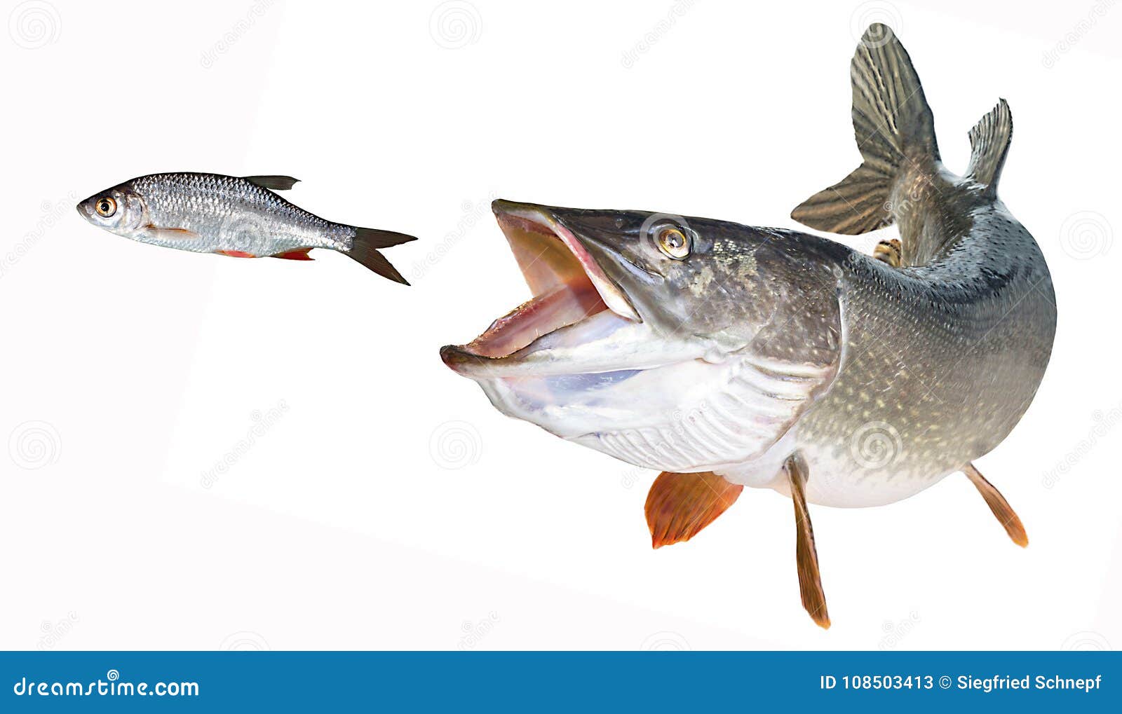 river pike hunt rotfeather released
