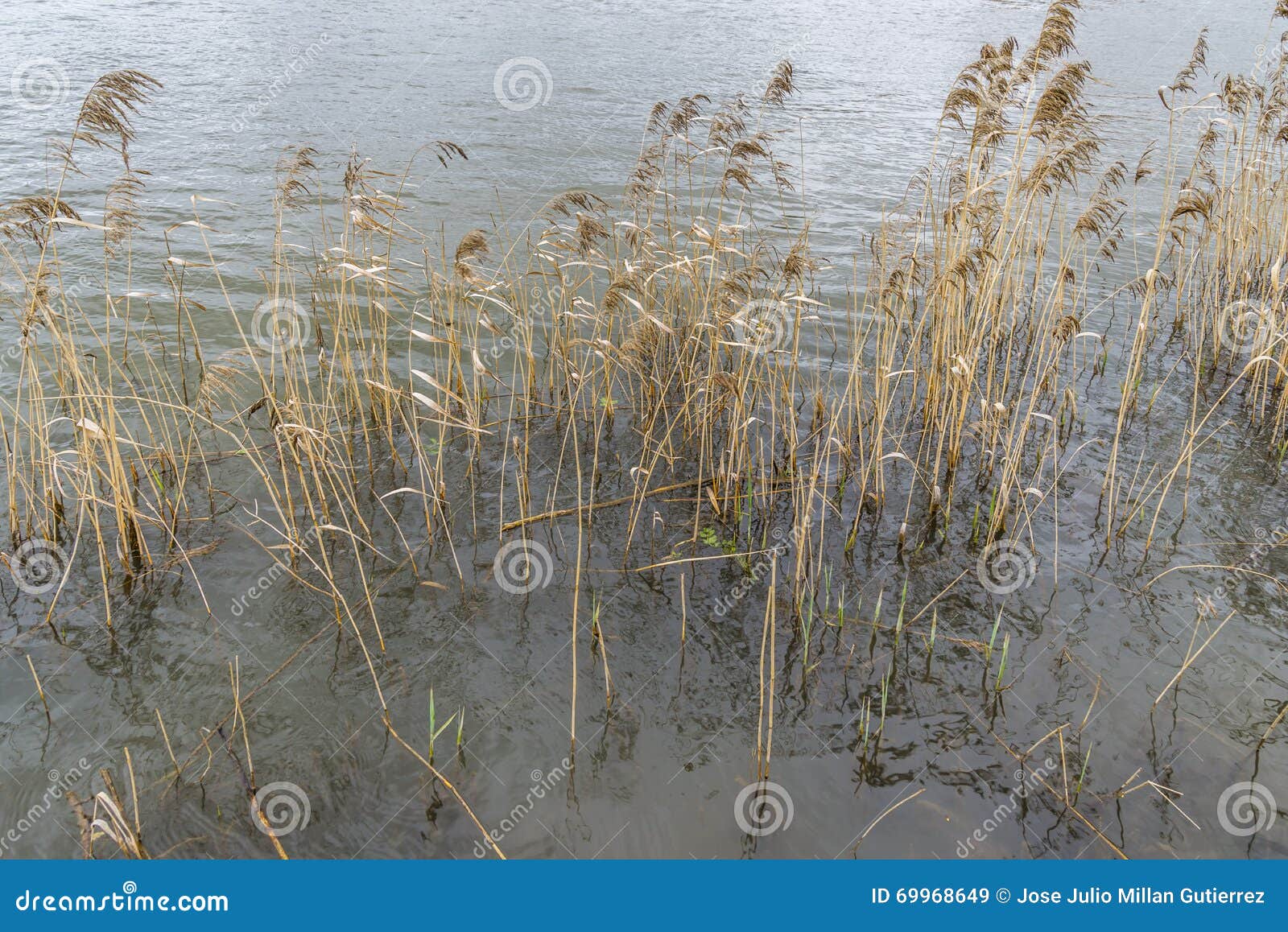 river reeds in spring