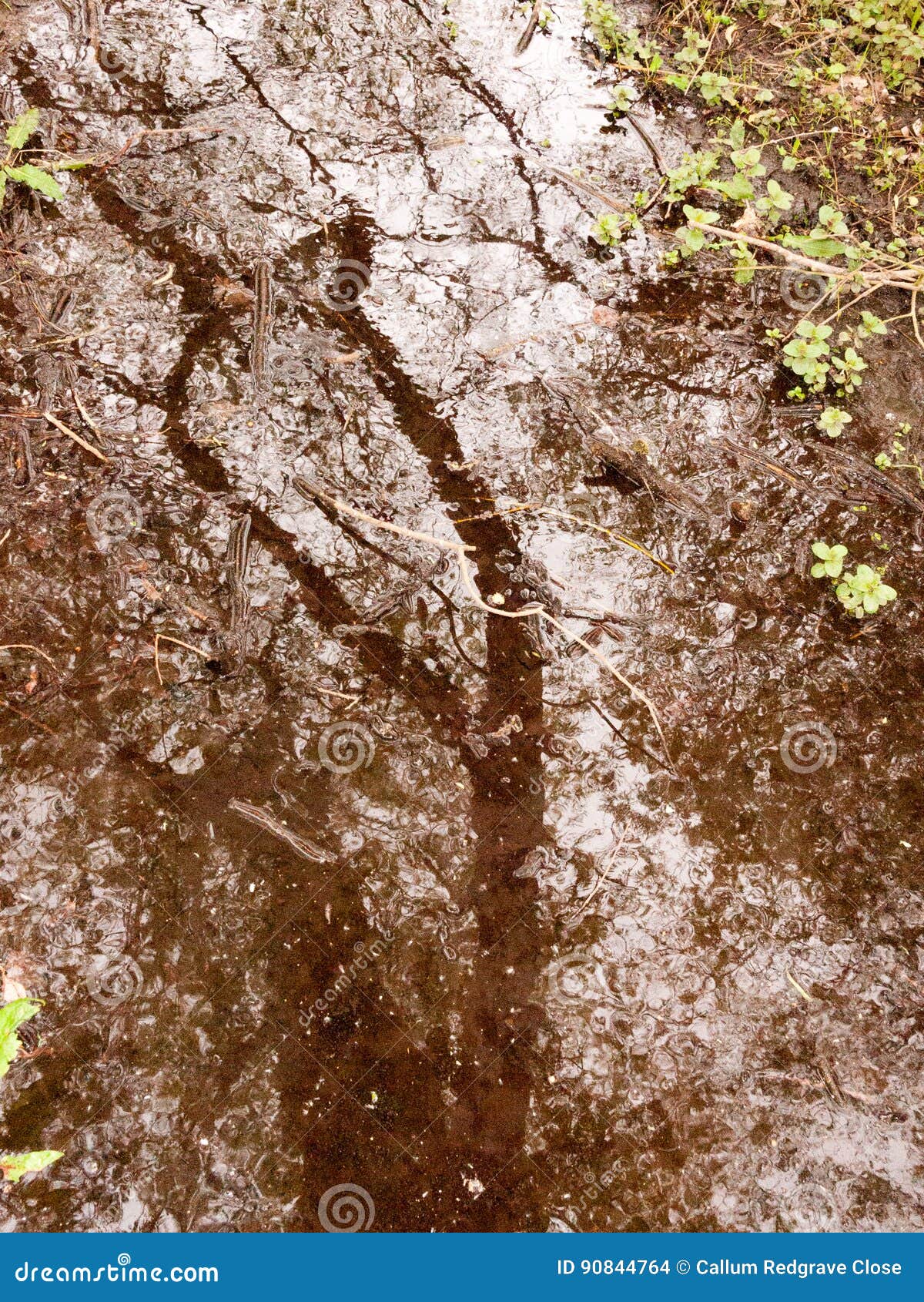 A River with Ripples in the Middle of a Forest with Rain Water and ...
