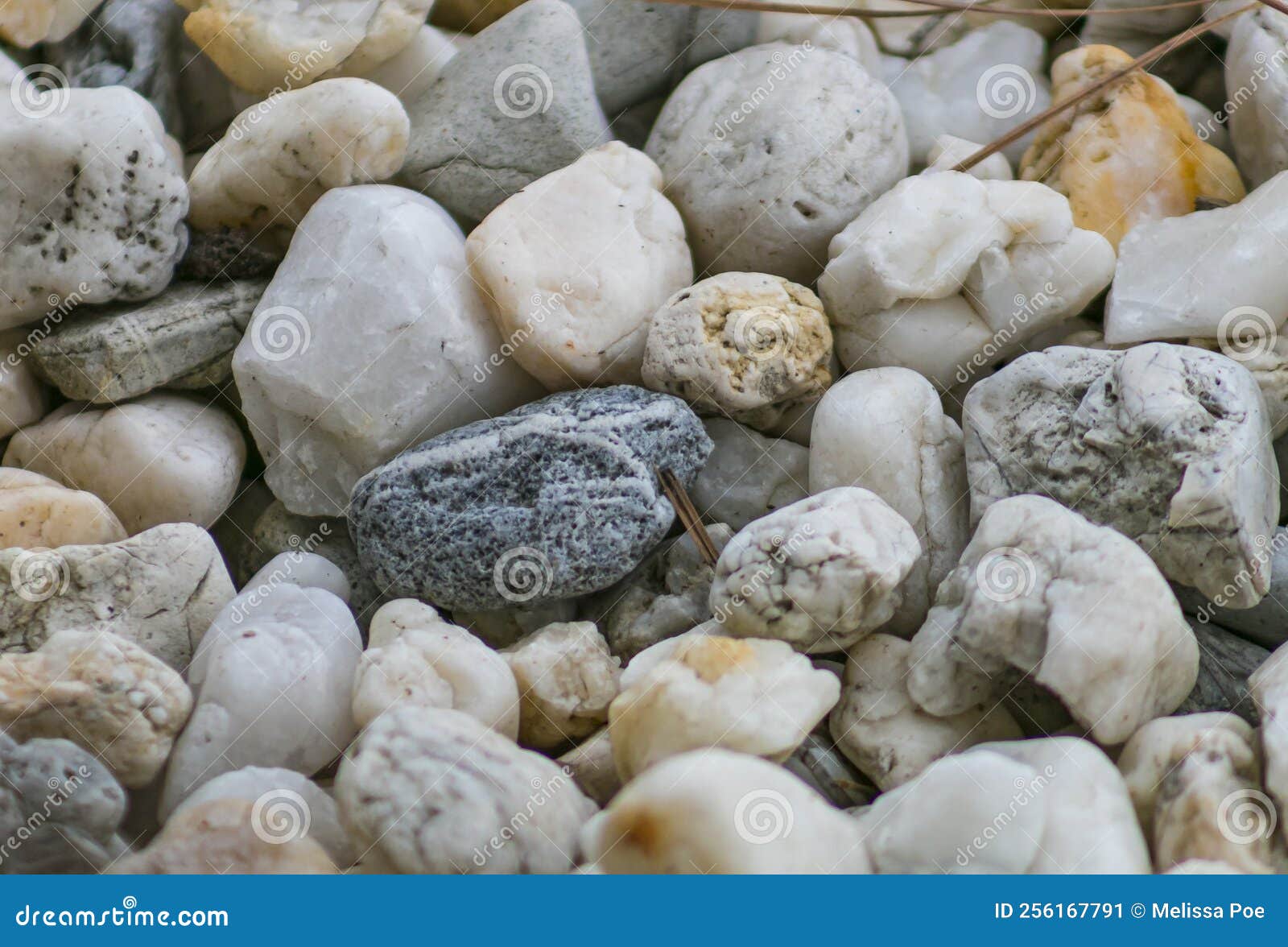 river rock covered pathway in forest.