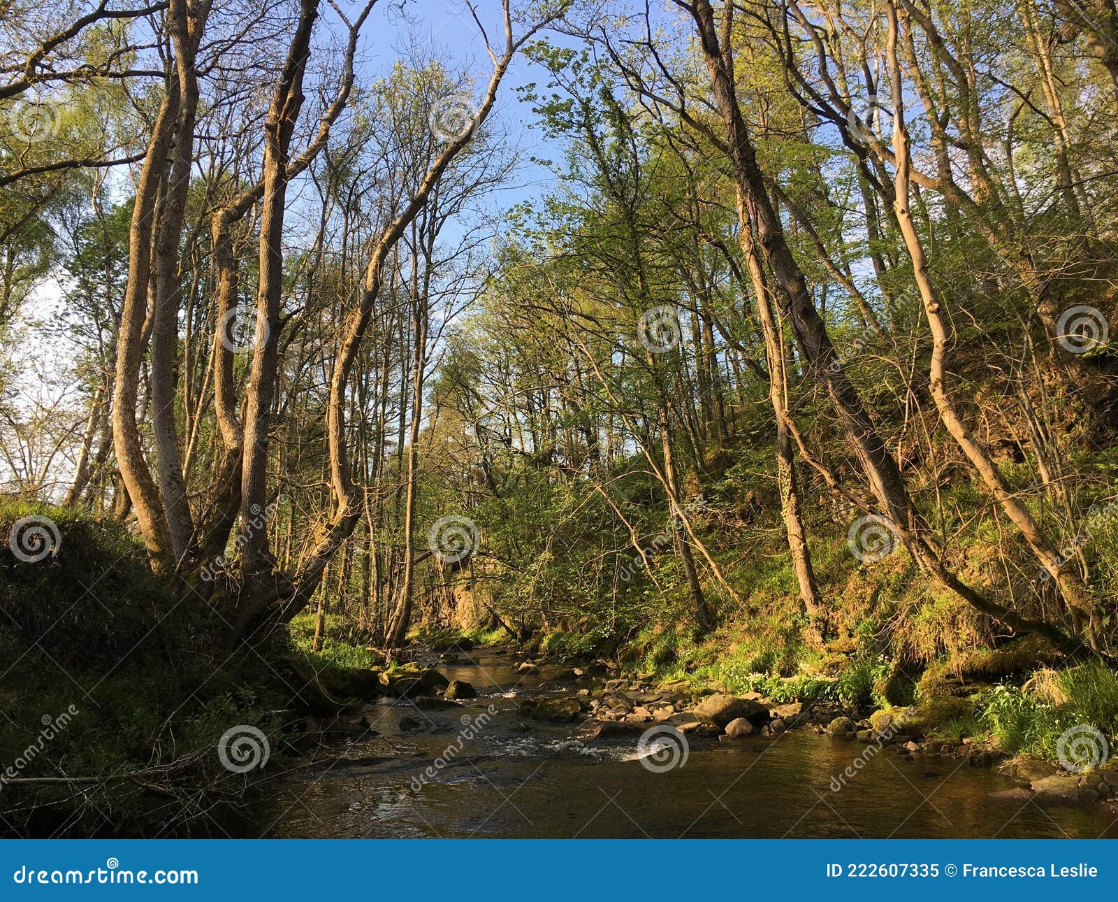 River Flowing through Peaceful Woodland with Large Fallen Tree Stock