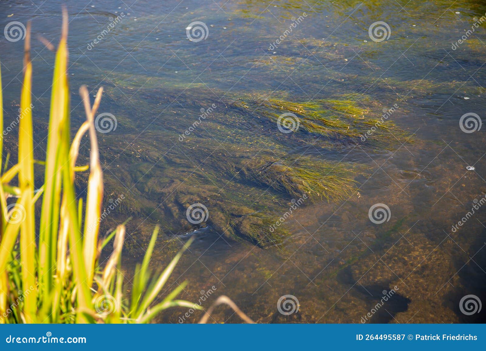 River with Seagrass in the Current Stock Image Image of riverbed