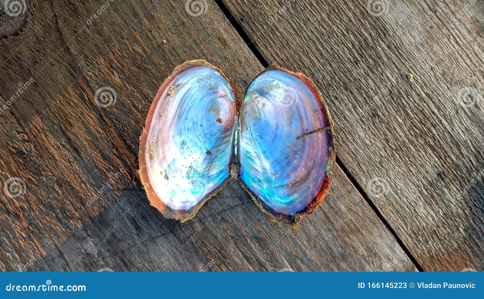 River shell opened stock image. Image of opened, wildlife 166145223