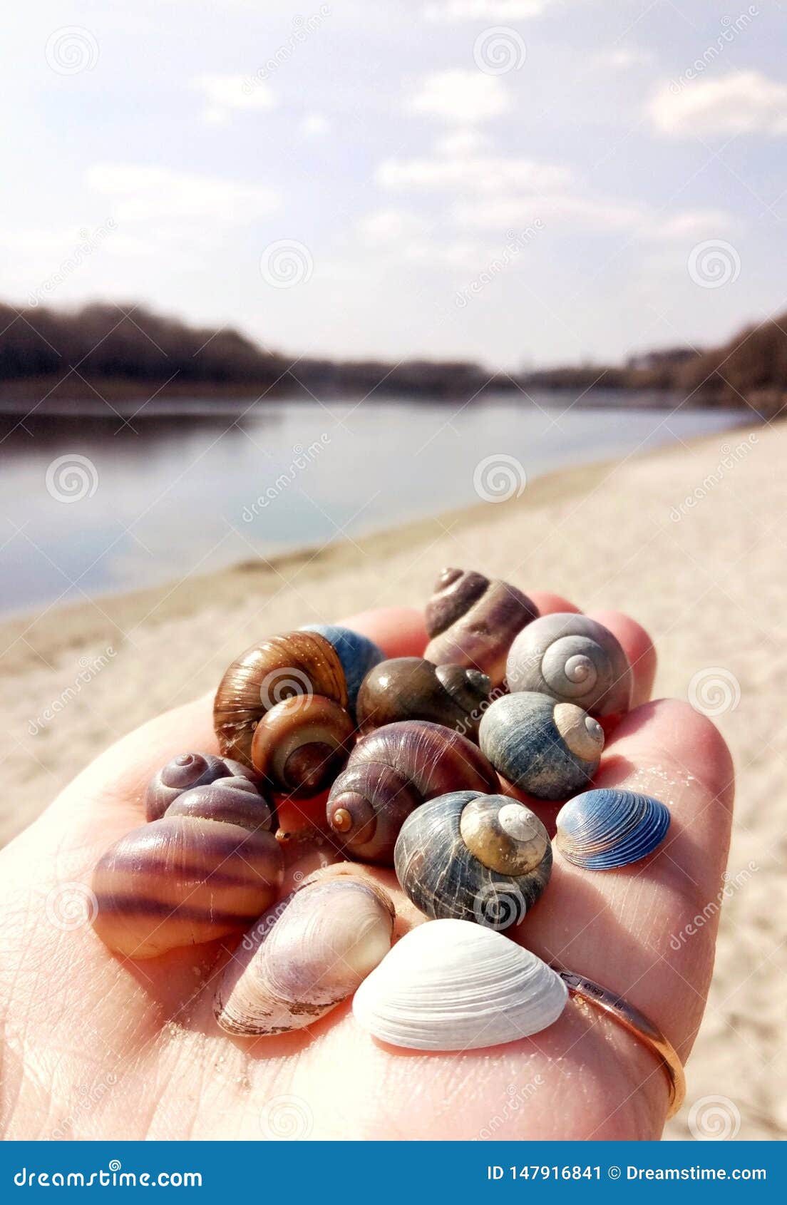River shells on the palm stock image. Image of river 147916841