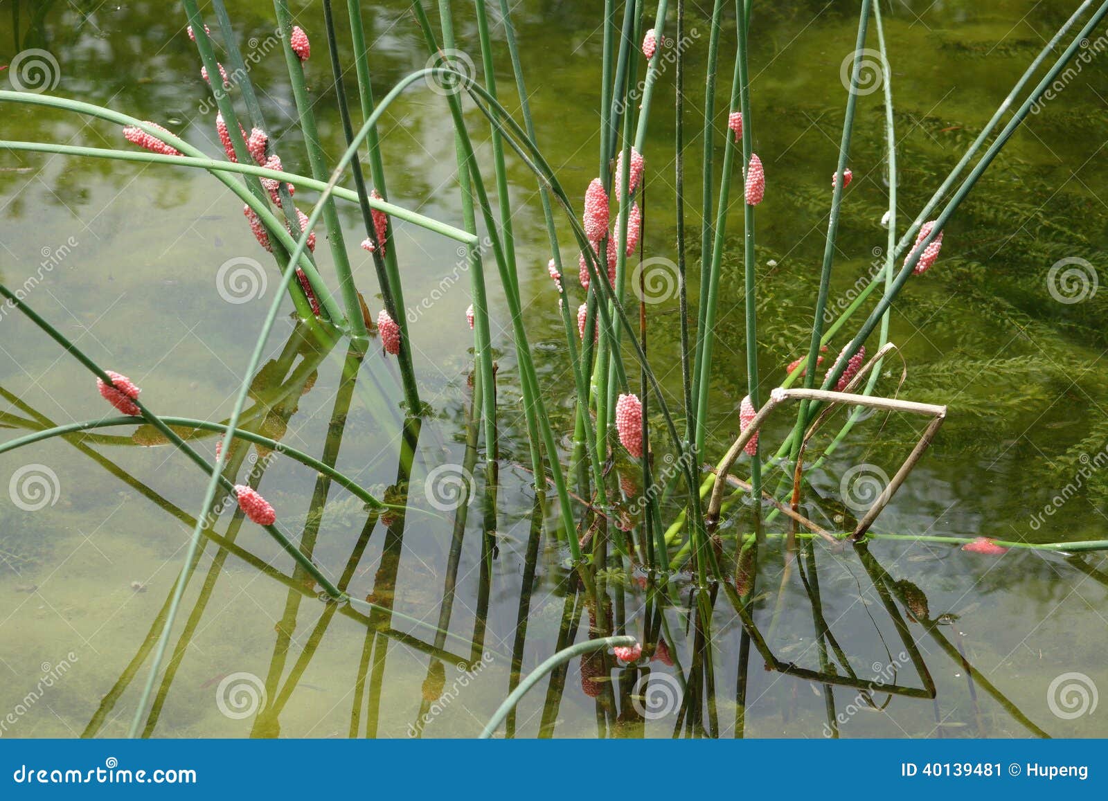 River snail eggs stock image. Image of environment, large 40139481