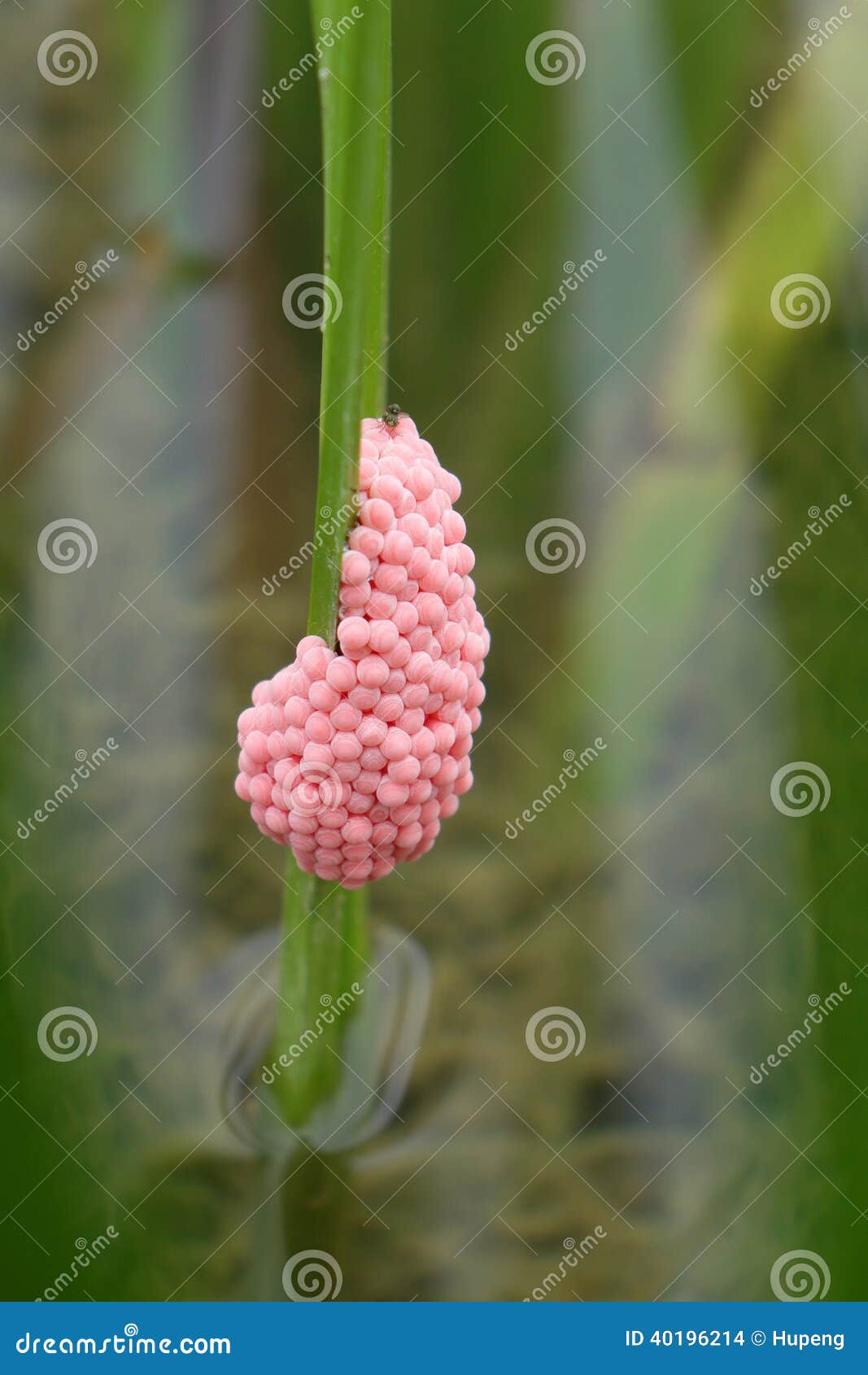 River snail eggs stock photo. Image of pattern, ovum 40196214
