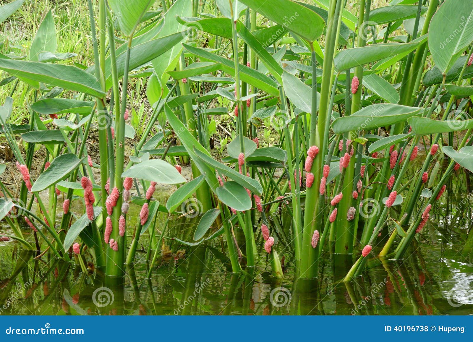 River Snail Eggs on Green Leaf Stock Photo Image of closeup