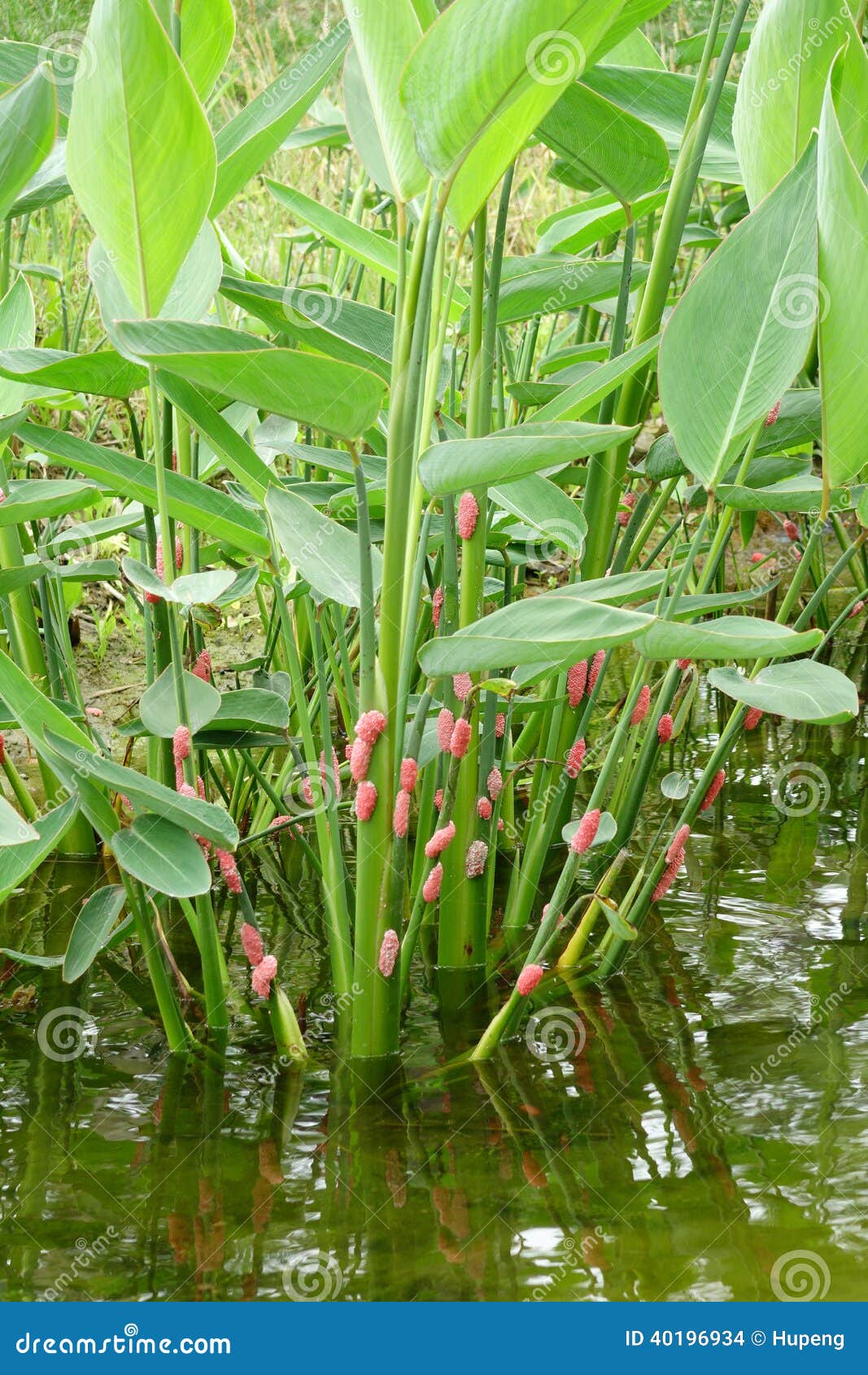 River Snail Eggs on Green Leaf Stock Photo Image of micro