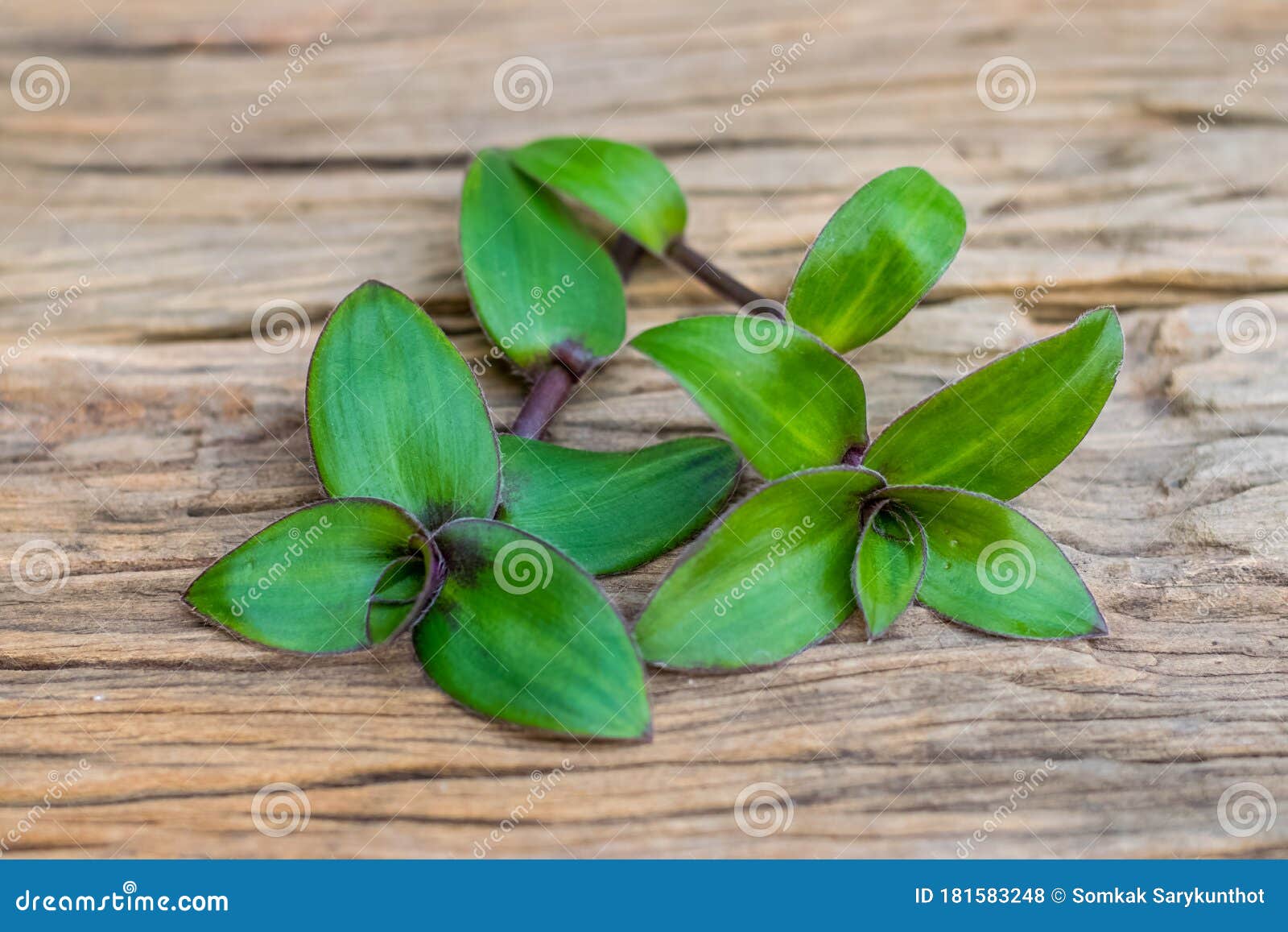 River spiderwort herbs stock photo. Image of plant, fresh 181583248