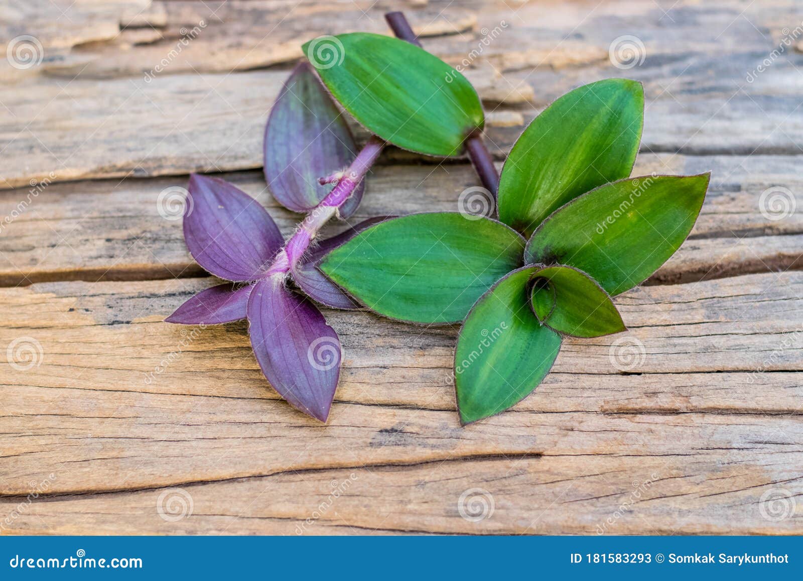 River spiderwort herbs stock image. Image of reduce 181583293