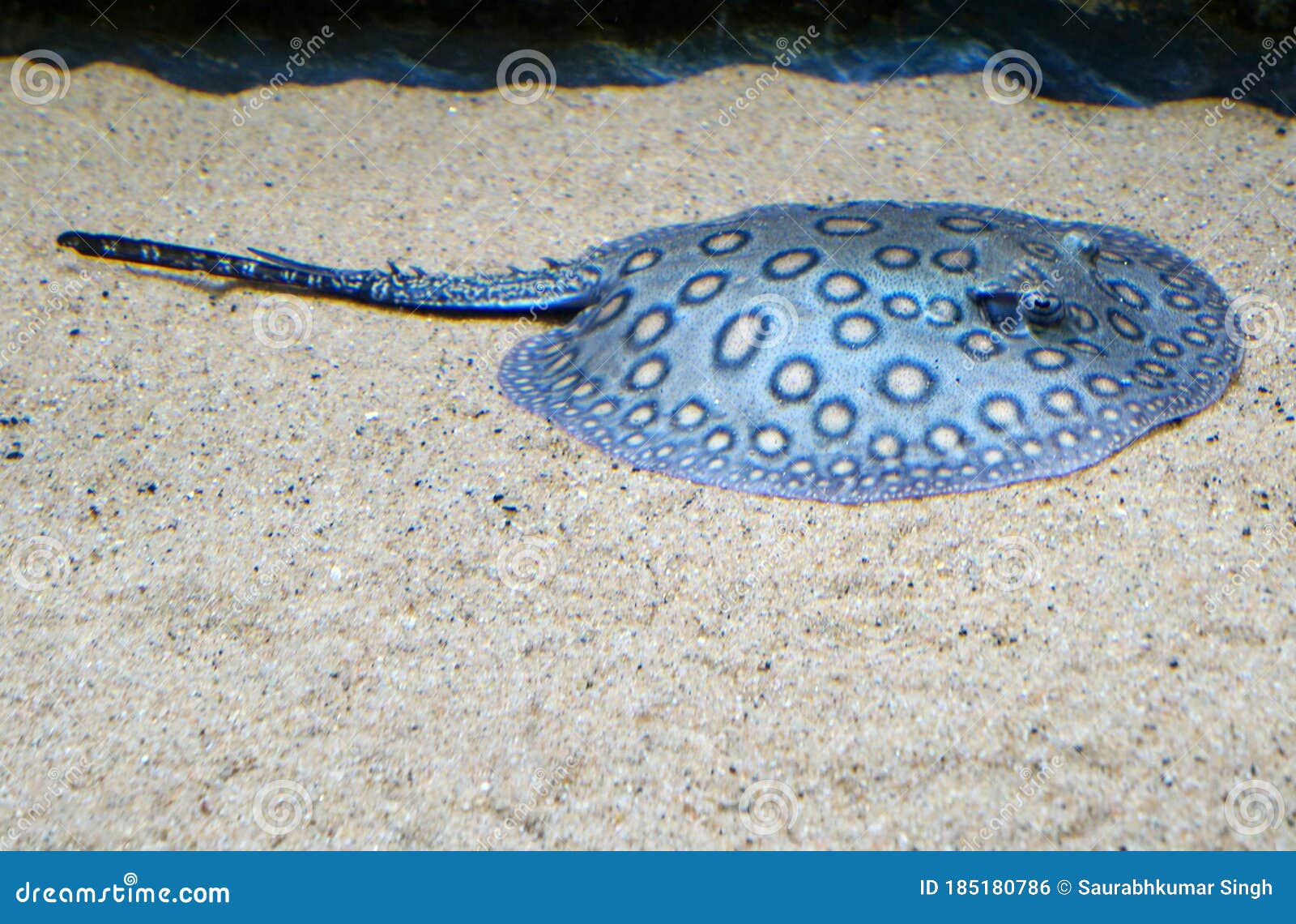 freshwater stingrays for aquariums