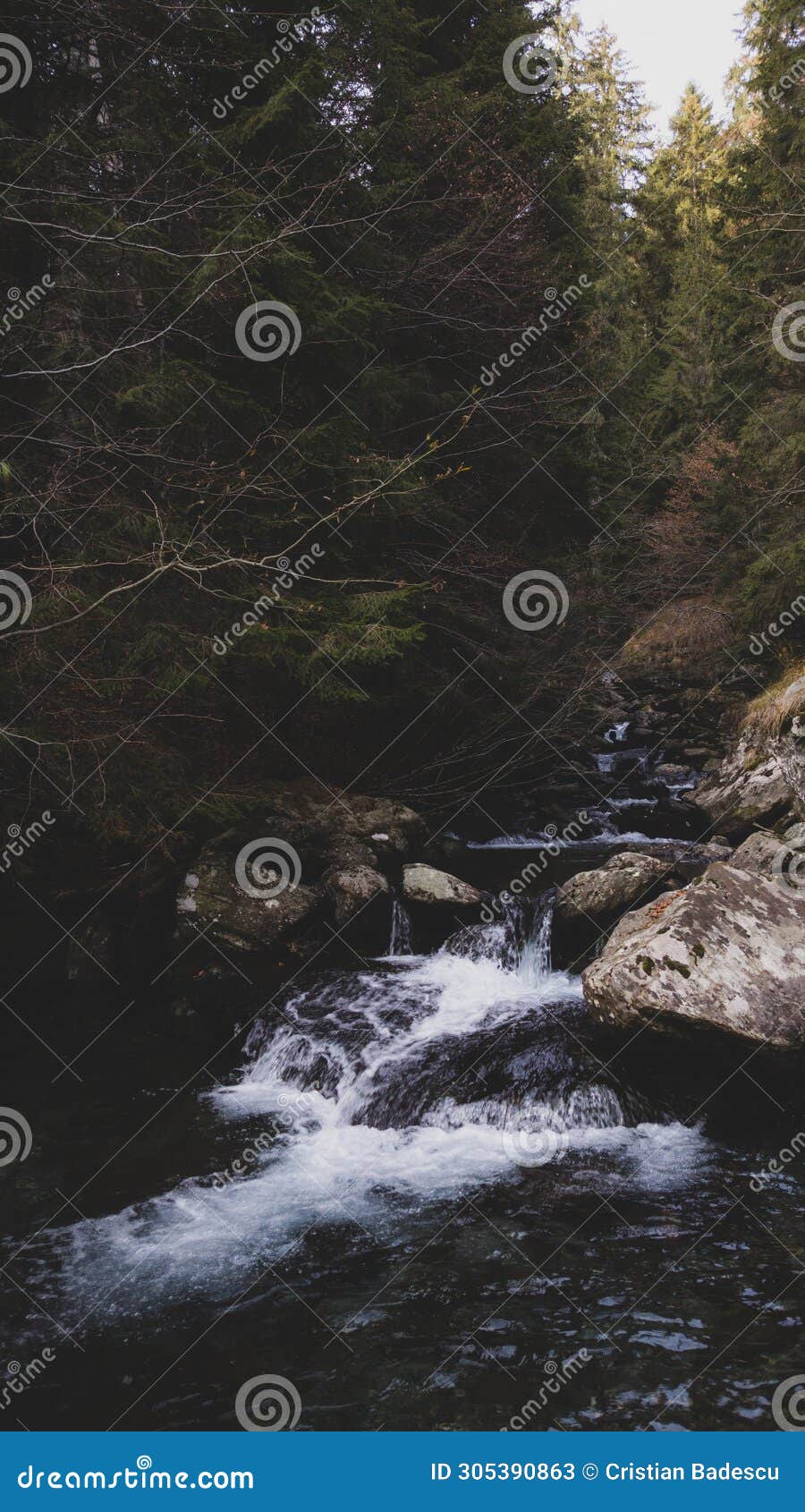 a river with a strong flow flowing from the mountain through the pine forest