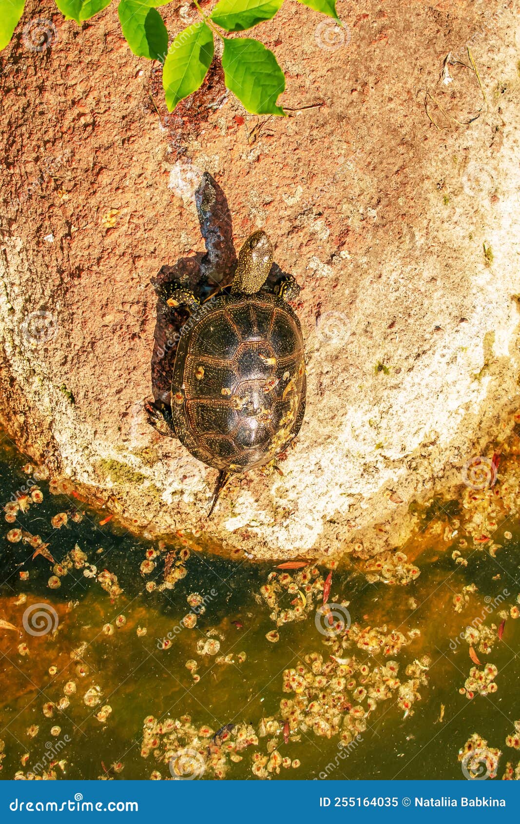 River Turtle in the Habitat. Turtle in the Water and Basking on the