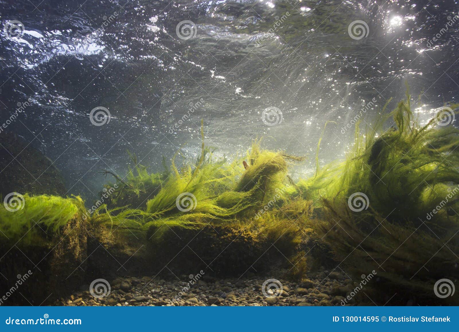 underwater scenery, underwater river habitat