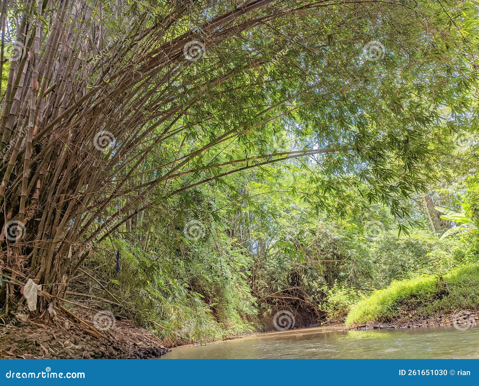 River in the Village and Bambu Trees Stock Photo Image of trees