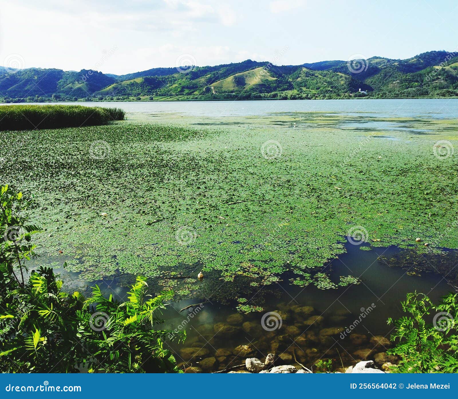 River with Water Plants and Mountains Stock Photo Image of reflection