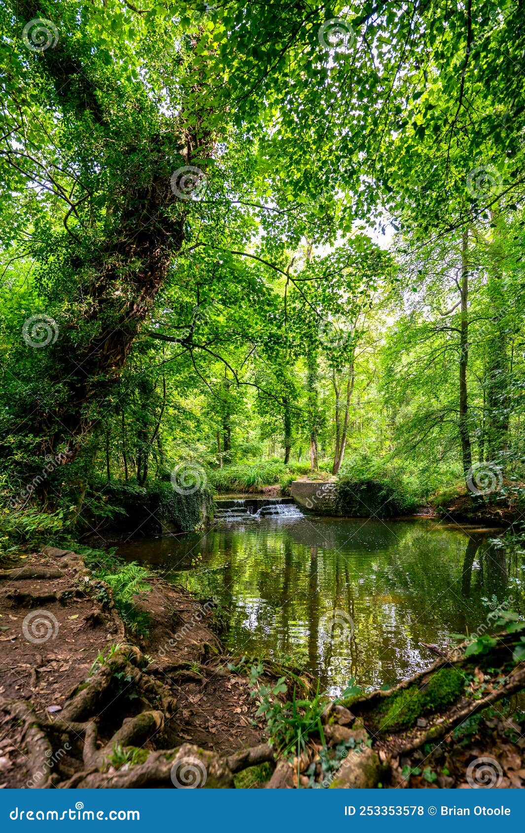 River Waterfall Flowing Through A Forest On A Summers Day Stock Photo