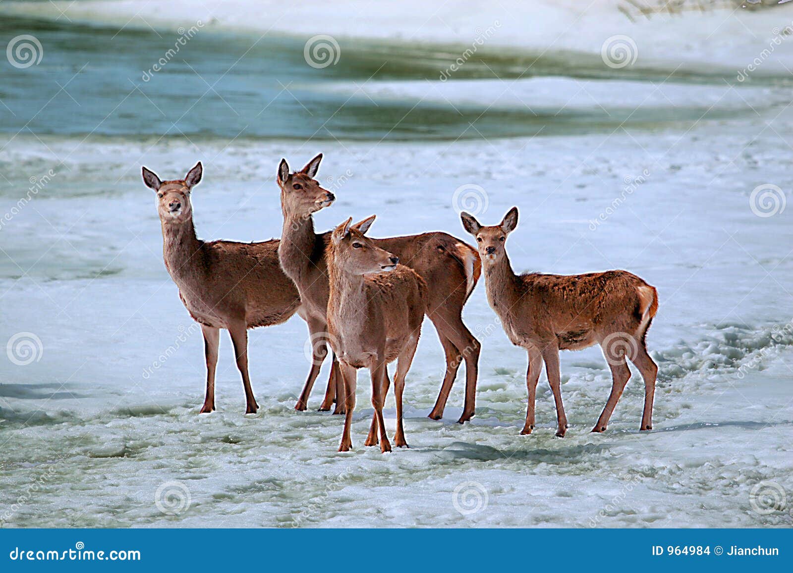 River5 jeleni podobszaru ices. River jeleni podobszaru ices zimy