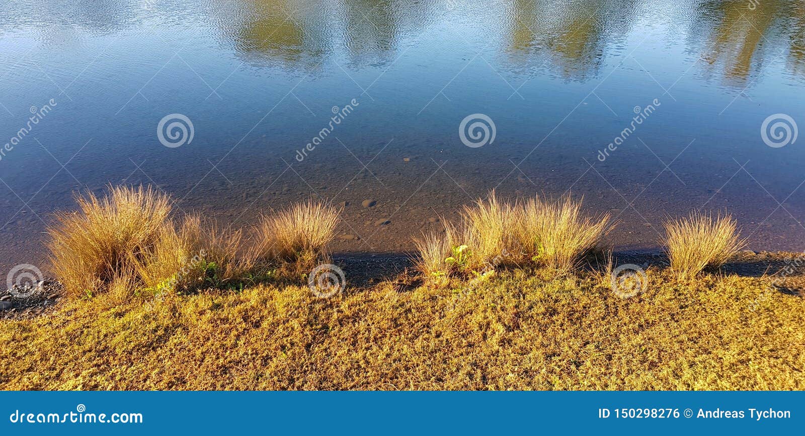 Riverbank with Reeds and Grassy Shoreline Stock Photo - Image of ...