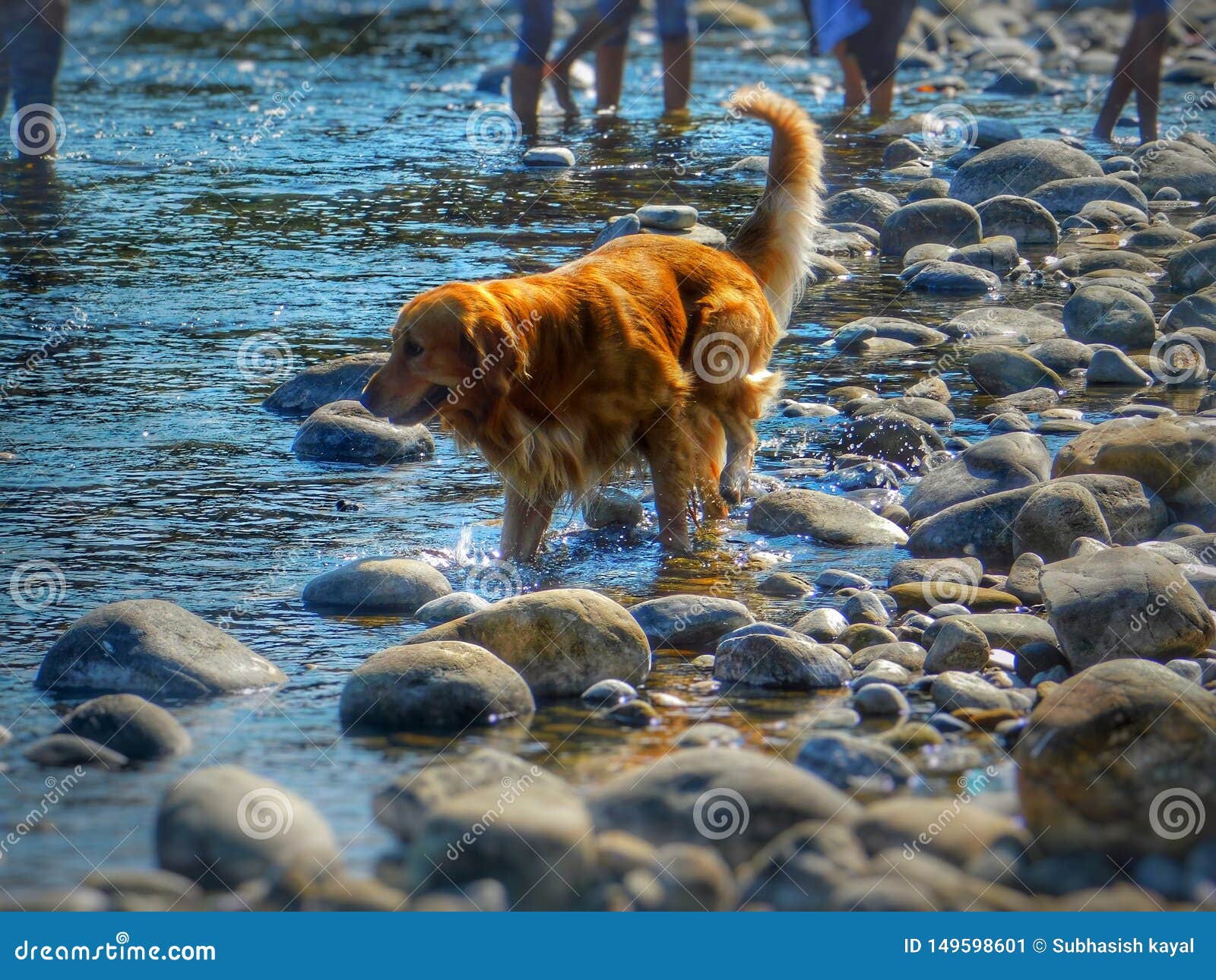 Riverside dog play. stock image. Image of riverside 149598601