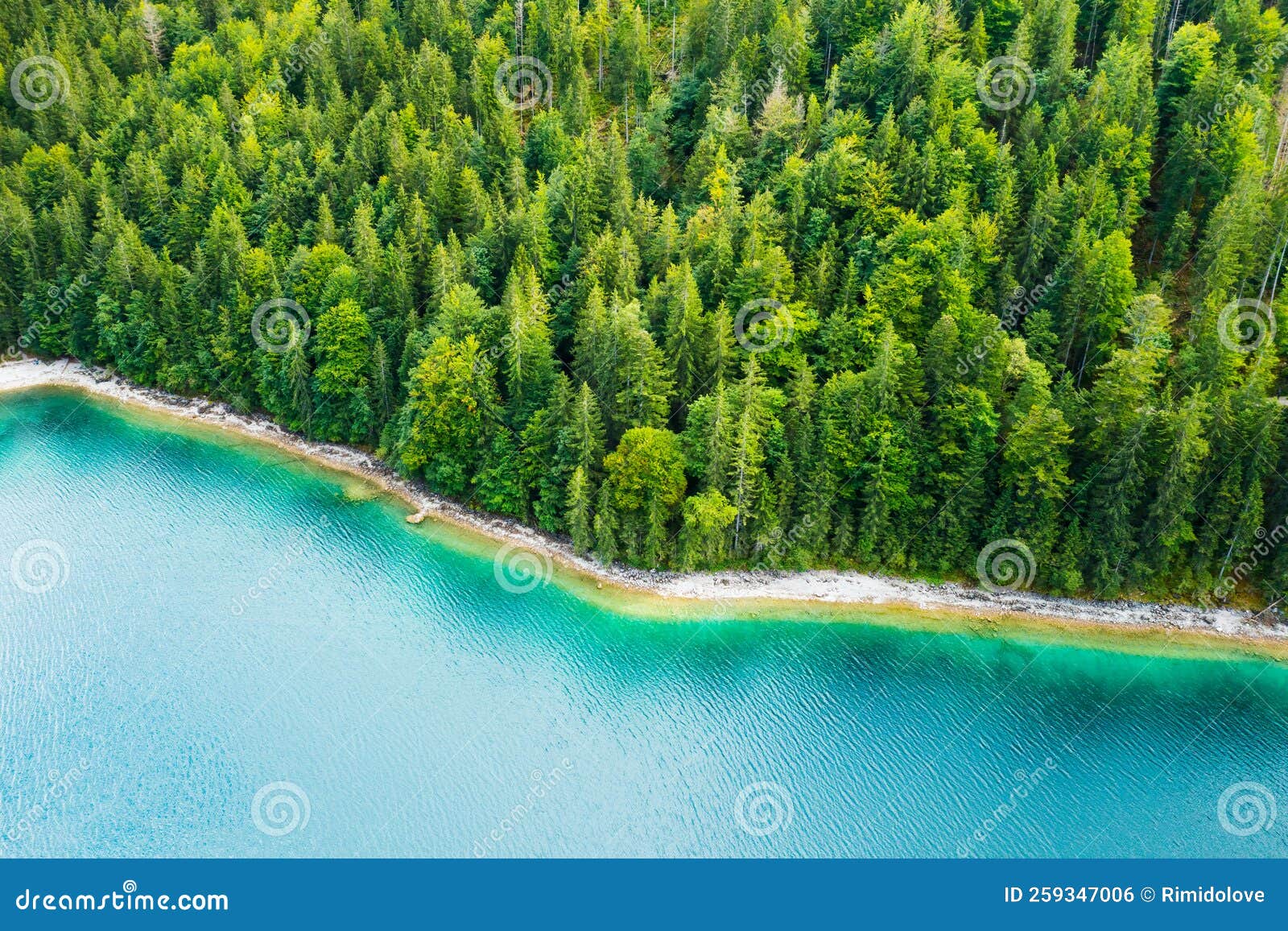 Riverside with Tall Pine Trees and Turquoise Water Stock Photo - Image ...