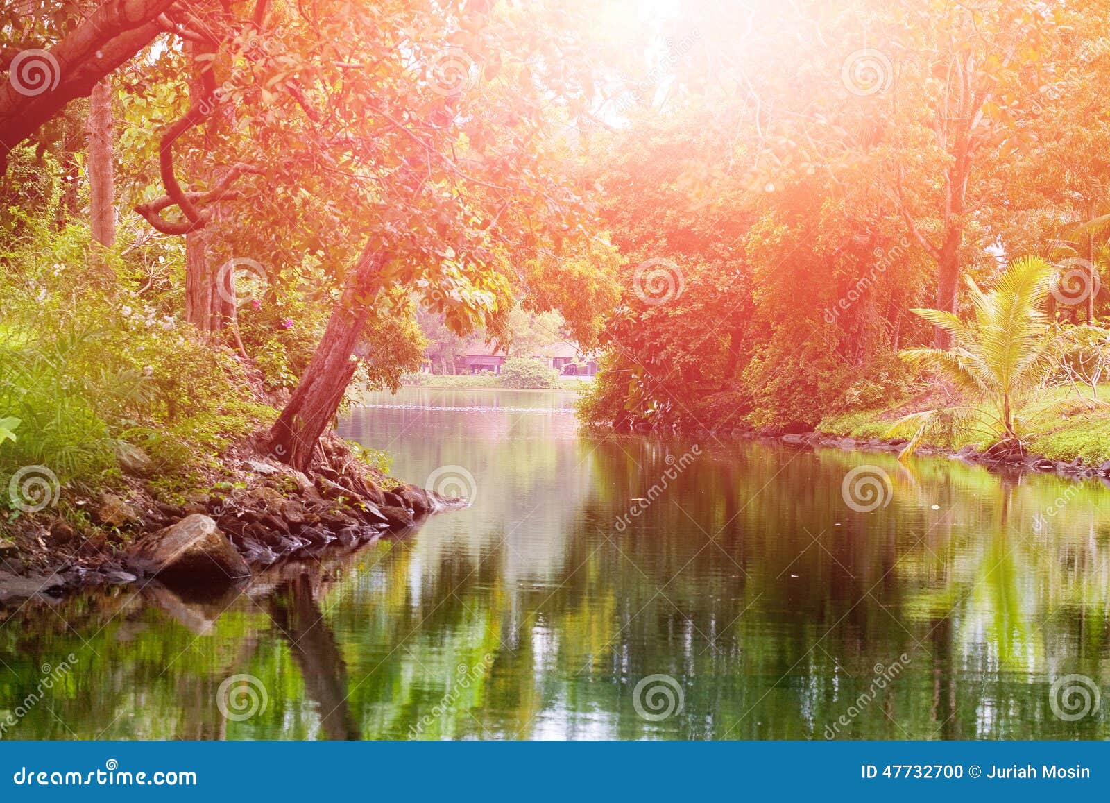 Rivière Tranquille Dans Une Forêt Tropicale Pendant Le