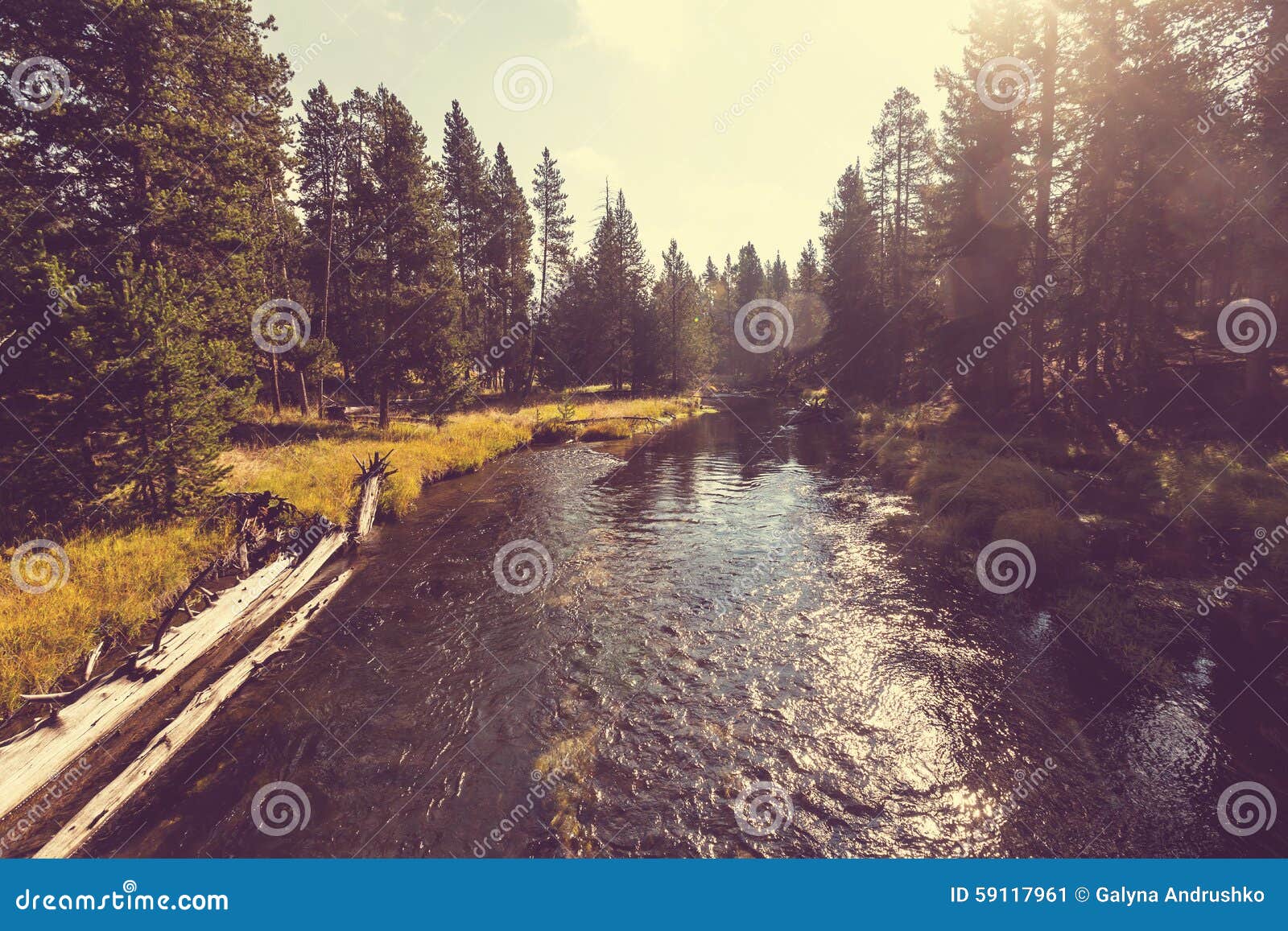 Rivier in bos. Mooie kleine rivier en canion in bos