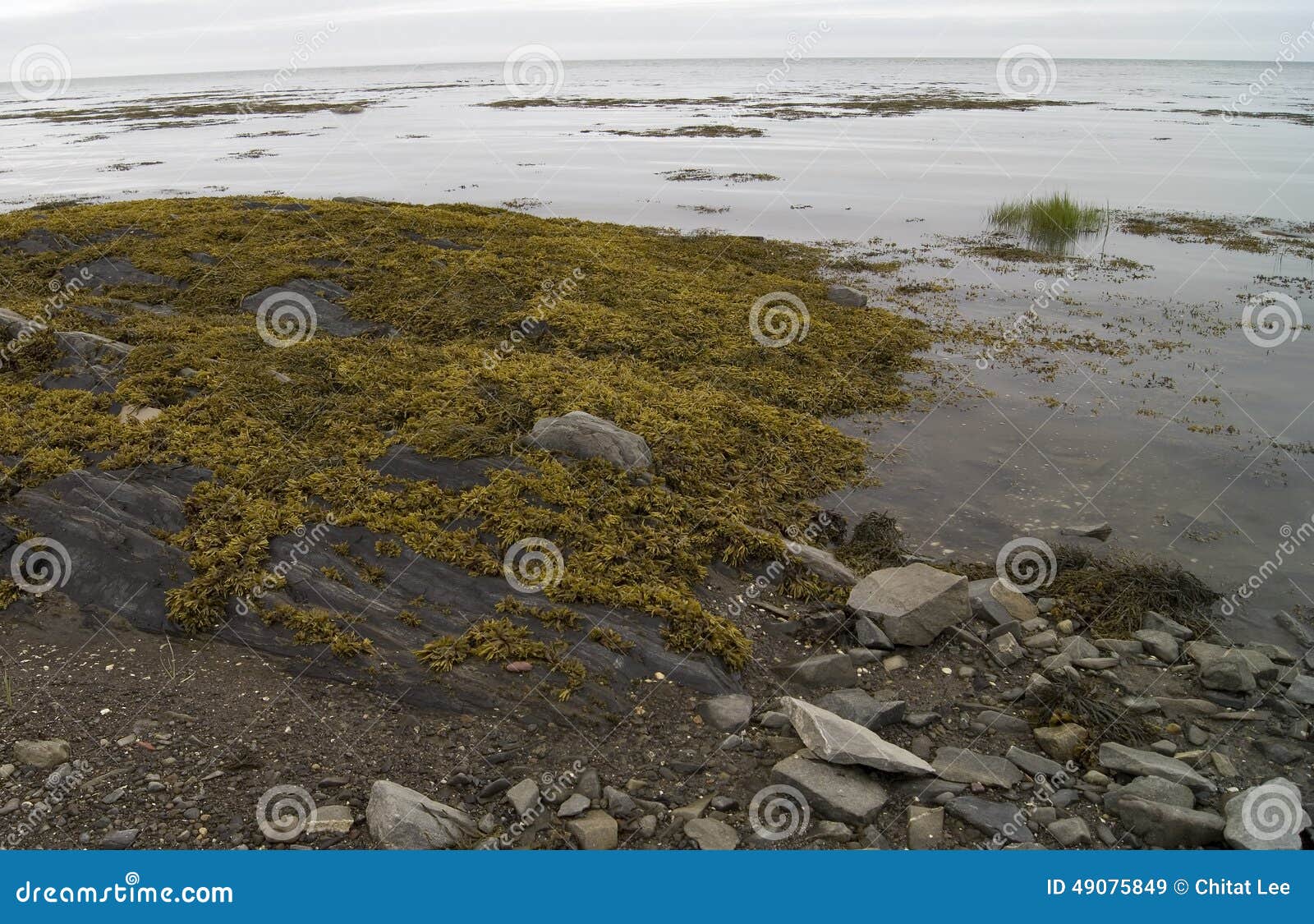 RiviereduLoup Beach stock image. Image of shrubland 49075849